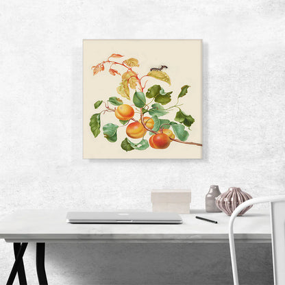 Apricot Branch with Dark Dagger Moth Caterpillar 1705